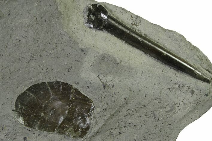 Fossil Belemnite (Acrocoelites) Rostrum w/ Bivalve - Germany #335226